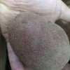[西沛生鲜]新鲜云南红皮小土豆 大果 净重8.5斤装 单果100-200g 新鲜蔬菜 农家种植 西沛晒单图