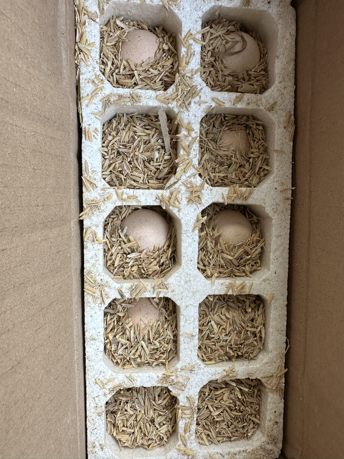 [苏鲜生] 新鲜谷物蛋 10 枚装 农家散养新鲜正宗草鸡蛋笨柴鸡蛋孕妇月子蛋整箱禽蛋晒单图