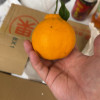[西沛生鲜]四川不知火柑橘 净重3斤 特大果 果径80mm以上 箱装 丑橘 橘子 新鲜应季水果 西沛晒单图