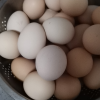 新鲜土鸡蛋50枚农家散养纯农村自养天然草鸡蛋笨鸡蛋晒单图