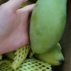 [苏鲜生] 新鲜凯特芒果 净重5斤 特大果 单果600g左右 当季整箱新鲜现摘热带时令水果甜心芒应季水果晒单图