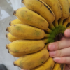 [鲜贝达]广西小米蕉5斤 香蕉 新鲜水果5-8根/斤晒单图