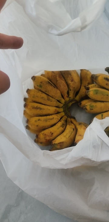 [鲜贝达]广西小米蕉5斤 香蕉 新鲜水果5-8根/斤晒单图