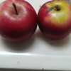 [西沛生鲜]新西兰进口 乐淇 rockit 火箭苹果 樱桃小苹果 5个/筒 单果70g左右 1筒 当季新鲜水果晒单图