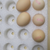 晋龙 新鲜鸡蛋六无蛋30枚无鱼腥味无抗生素添加晒单图