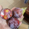新鲜黑布林 2斤 李子 应季水果 陈小四水果 生鲜水果 特产晒单图