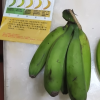 [西沛生鲜]福建天宝香蕉5斤箱装 新鲜当季水果 香甜软糯 孕妇宝宝辅食晒单图