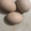 [苏宁好店]桃小淘 新鲜土鸡蛋30枚装 正宗农家散养笨鸡蛋柴鸡蛋草鸡蛋 非鹌鹑蛋鸭蛋鹅蛋变蛋晒单图