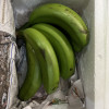 [苏鲜生]福建天宝香蕉3斤箱装 新鲜当季水果 精品 香甜软糯 孕妇宝宝辅食晒单图