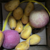 [西沛生鲜]新鲜小台芒果 净重3斤装 小果 单果50-90g左右 新鲜水果 香甜可口晒单图