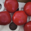 [苏鲜生]山东新鲜普罗旺斯西红柿 番茄 沙瓤西红柿 净重4.6-4.8斤 箱装 新鲜蔬菜晒单图