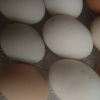 [西沛生鲜]新鲜虫草乌鸡蛋 20枚 散养土鸡蛋 柴鸡蛋笨鸡蛋草鸡蛋整箱晒单图