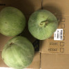 [西沛生鲜]新鲜绿宝甜瓜 净重1.7斤装 香甜可口 新鲜水果 西沛晒单图
