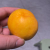 鲜贝达 黄金油桃黄桃3斤装大果[1斤约3个]新鲜水果桃子晒单图