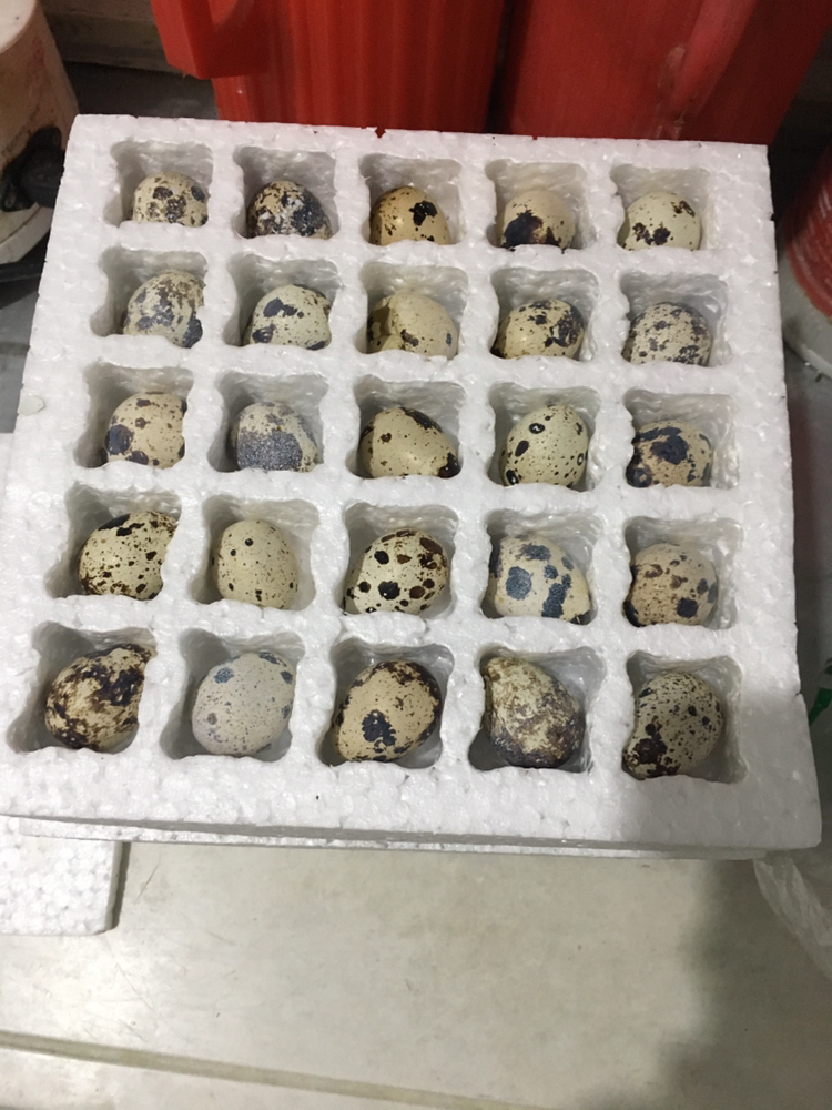 [西沛生鲜]特产鹌鹑蛋 100枚 农家杂粮生态蛋孕妇宝宝辅食正宗土特产生蛋晒单图