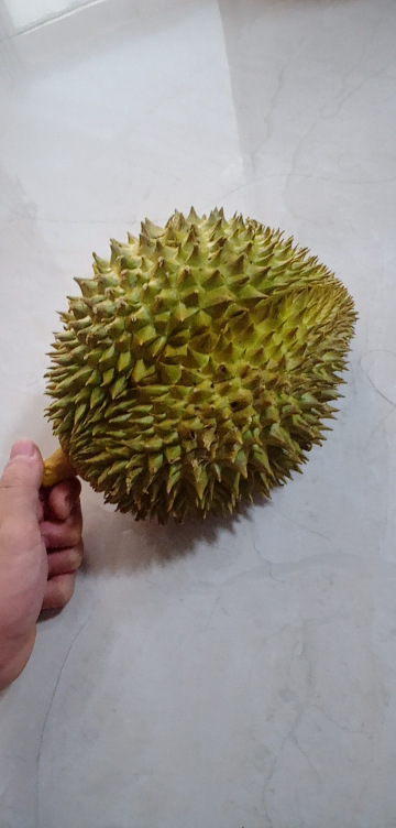 顺丰快递[苏鲜生]泰国新鲜金枕榴莲 进口榴莲 1个装 2-3斤 软糯香甜 新鲜水果晒单图