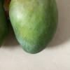 [苏鲜生] 新鲜凯特芒果 净重5斤 特大果 单果600g左右 当季整箱新鲜现摘热带时令水果甜心芒应季水果晒单图