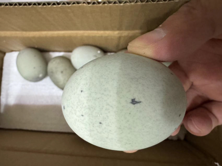 [西沛生鲜]河南 特产 松花皮蛋 10枚 60-70g/个 正宗土鸭蛋新鲜腌制溏心皮蛋河南特产变蛋晒单图