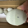 [西沛生鲜]河南 特产 松花皮蛋 10枚 60-70g/个 正宗土鸭蛋新鲜腌制溏心皮蛋河南特产变蛋晒单图
