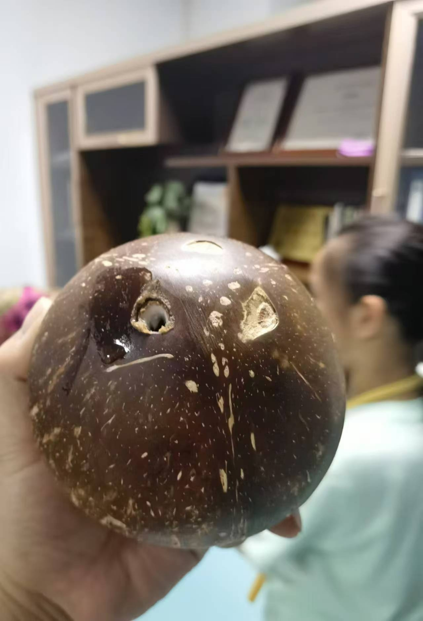 [西沛生鲜] 海南小椰皇 热带特产 老椰子 2个装 黑壳椰皇 西沛晒单图