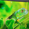 TCL智屏 75N7G 120HZ 全生态HDR高色域护眼智屏液晶智能平板电视晒单图