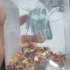 百草味-紫皮腰果500g 盐焗原味带皮坚果新货干果罐装晒单图