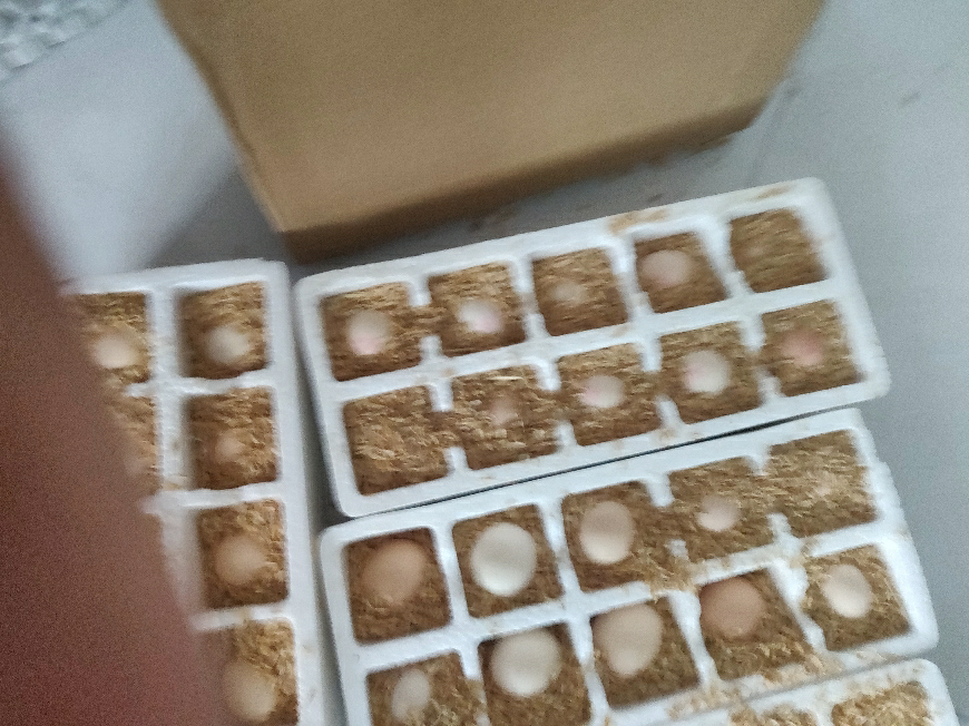晋龙 新鲜鸡蛋40枚红心蛋非农家散养鸡蛋晒单图