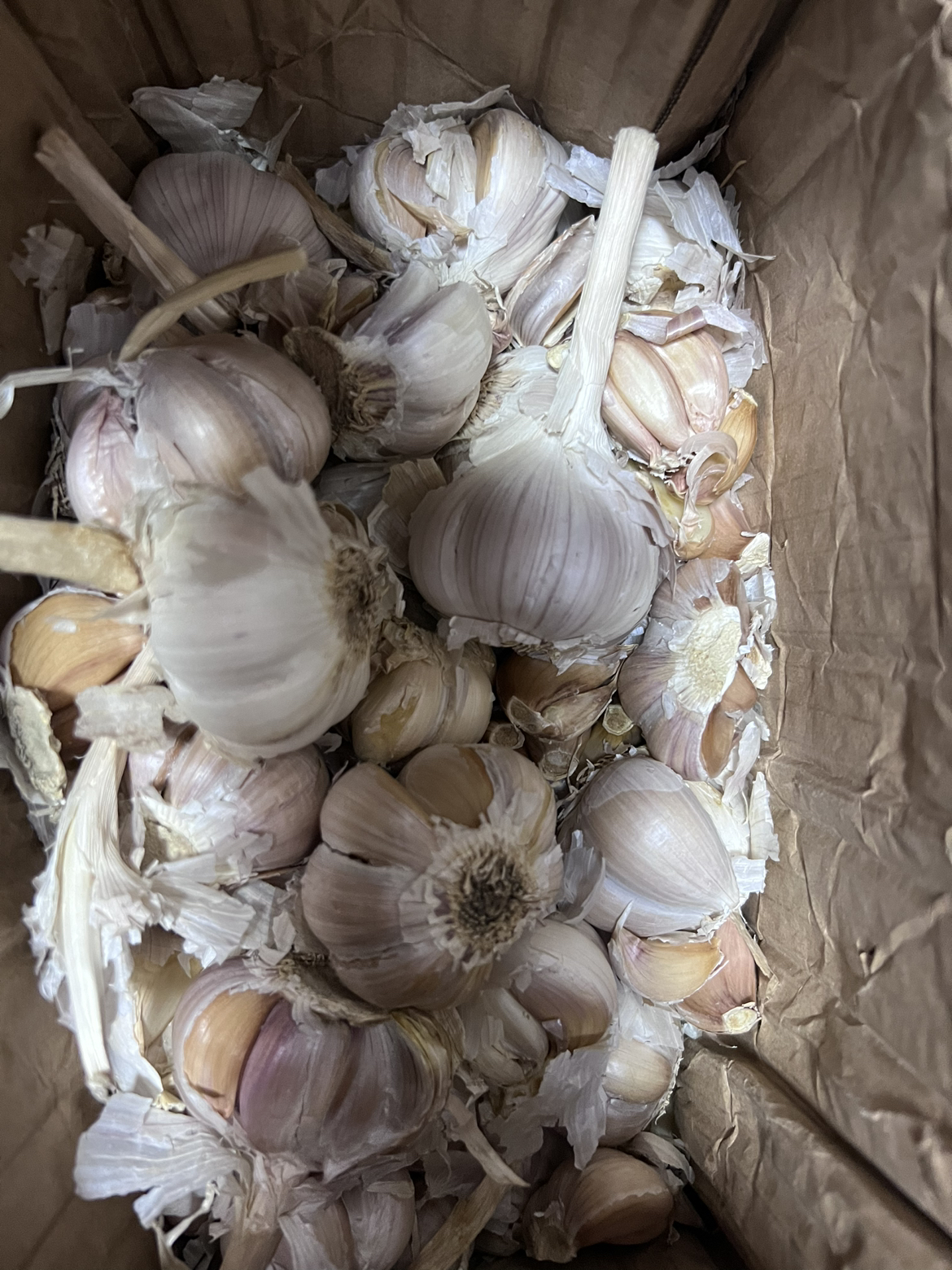 [西沛生鲜]河南新鲜紫皮分蒜 干大蒜 多瓣大蒜 净重3斤 中果 农家蔬菜 产地直发 西沛晒单图