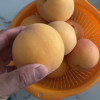[熊猫鸟]彩箱装山东新鲜黄桃 黄毛蜜桃 新鲜水果桃子 产地直发 净重4.5斤装 单果150g+ 共约10-15个装晒单图