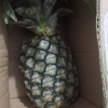 [苏鲜生]海南金钻凤梨 小果 试吃装 1个 小凤仙凤梨 当季热带水果 香甜可口 产地直发 西沛晒单图