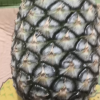 [苏鲜生]海南金钻凤梨 小果 试吃装 1个 小凤仙凤梨 当季热带水果 香甜可口 产地直发 西沛晒单图