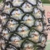 [苏鲜生]海南金钻凤梨 小果 试吃装 1个 小凤仙凤梨 当季热带水果 香甜可口 产地直发 西沛晒单图