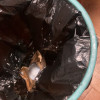 苏宁宜品希艺欧厂家直销家用品质抽绳垃圾袋超大容量提拉方便加厚防漏60只/包晒单图