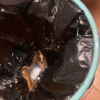 苏宁宜品希艺欧厂家直销家用品质抽绳垃圾袋超大容量提拉方便加厚防漏60只/包晒单图