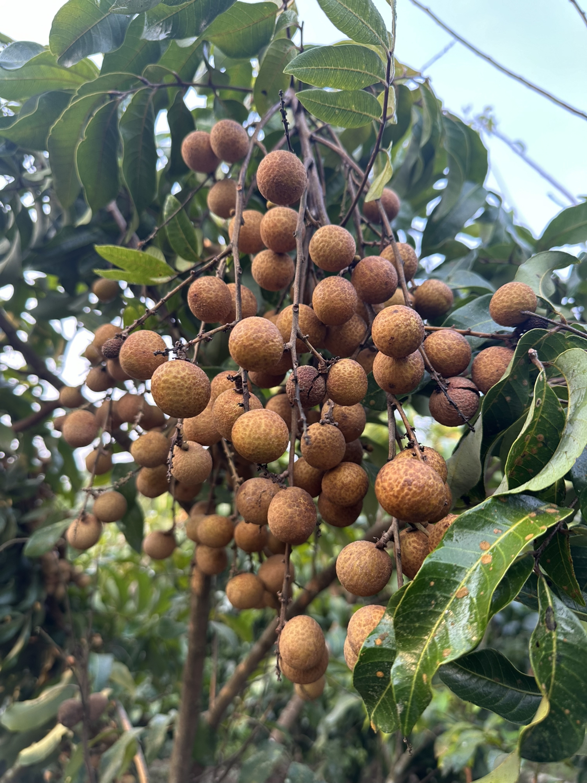 燕之坊七色糙米1kg*2袋量贩装七种谷物搭配膳食多样化五谷杂粮粗粮混合杂粮晒单图