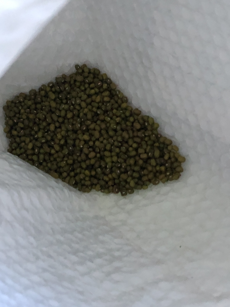 汾都香5斤东北农家新绿豆五谷杂粮精品笨小绿豆发芽打豆浆绿豆汤晒单图
