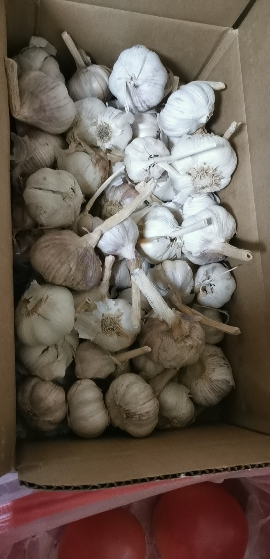 [西沛生鲜]河南新鲜紫皮分蒜 干大蒜 多瓣大蒜 净重5斤 中果 农家蔬菜 产地直发 西沛晒单图