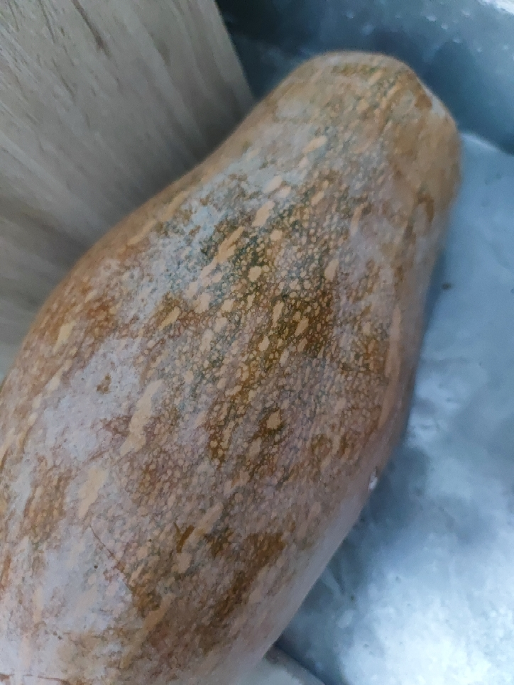 [西沛生鲜 ]云南新鲜老南瓜 净重4-5斤 当季蔬菜宝宝辅食农家自种老品种南瓜晒单图