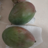 [苏鲜生] 新鲜凯特芒果 净重3斤 大果 单果400g左右 当季 整箱新鲜现摘热带时令水果甜心芒应季水果晒单图