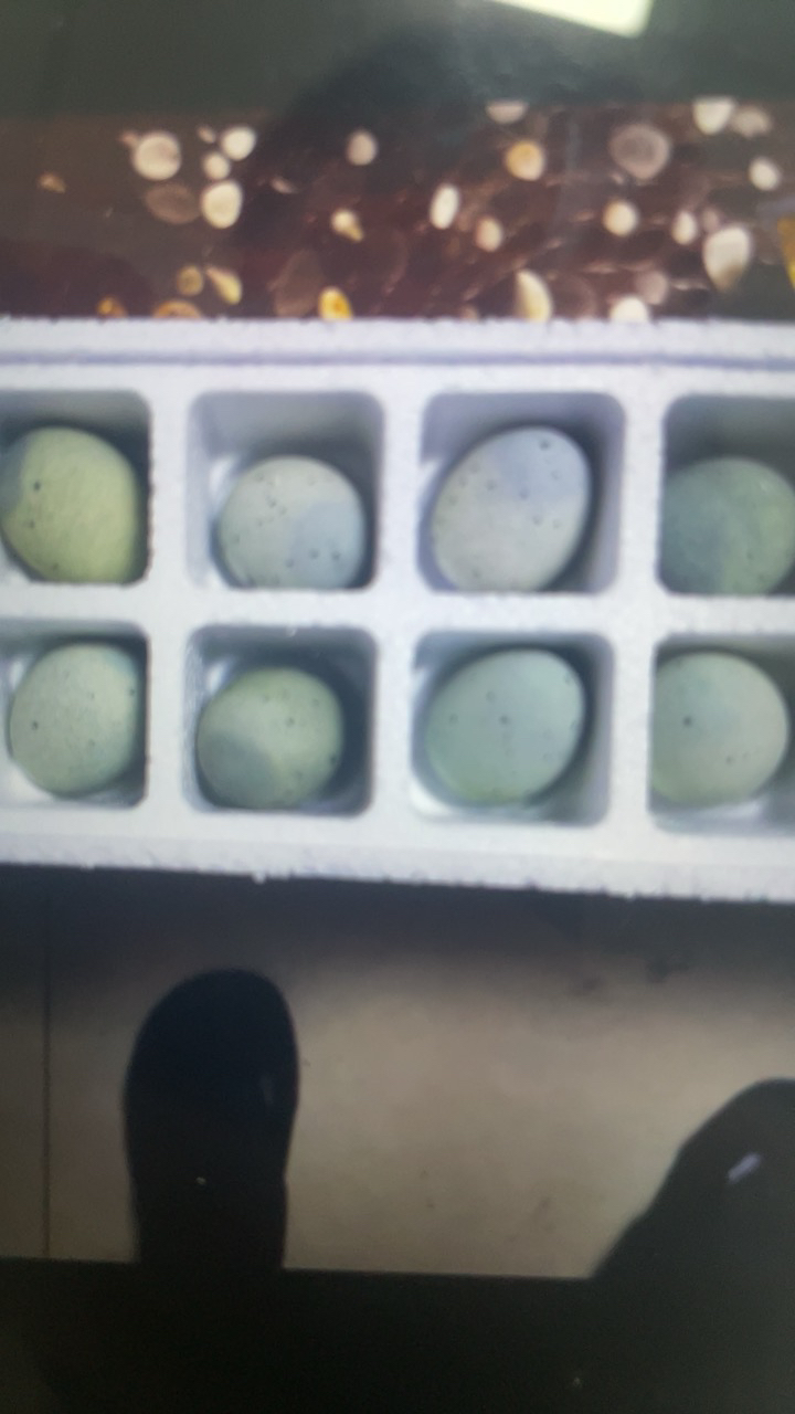 [西沛生鲜]河南 特产松花皮蛋 10枚 单果50-60g 正宗土鸭蛋新鲜腌制溏心皮蛋河南特产变蛋晒单图