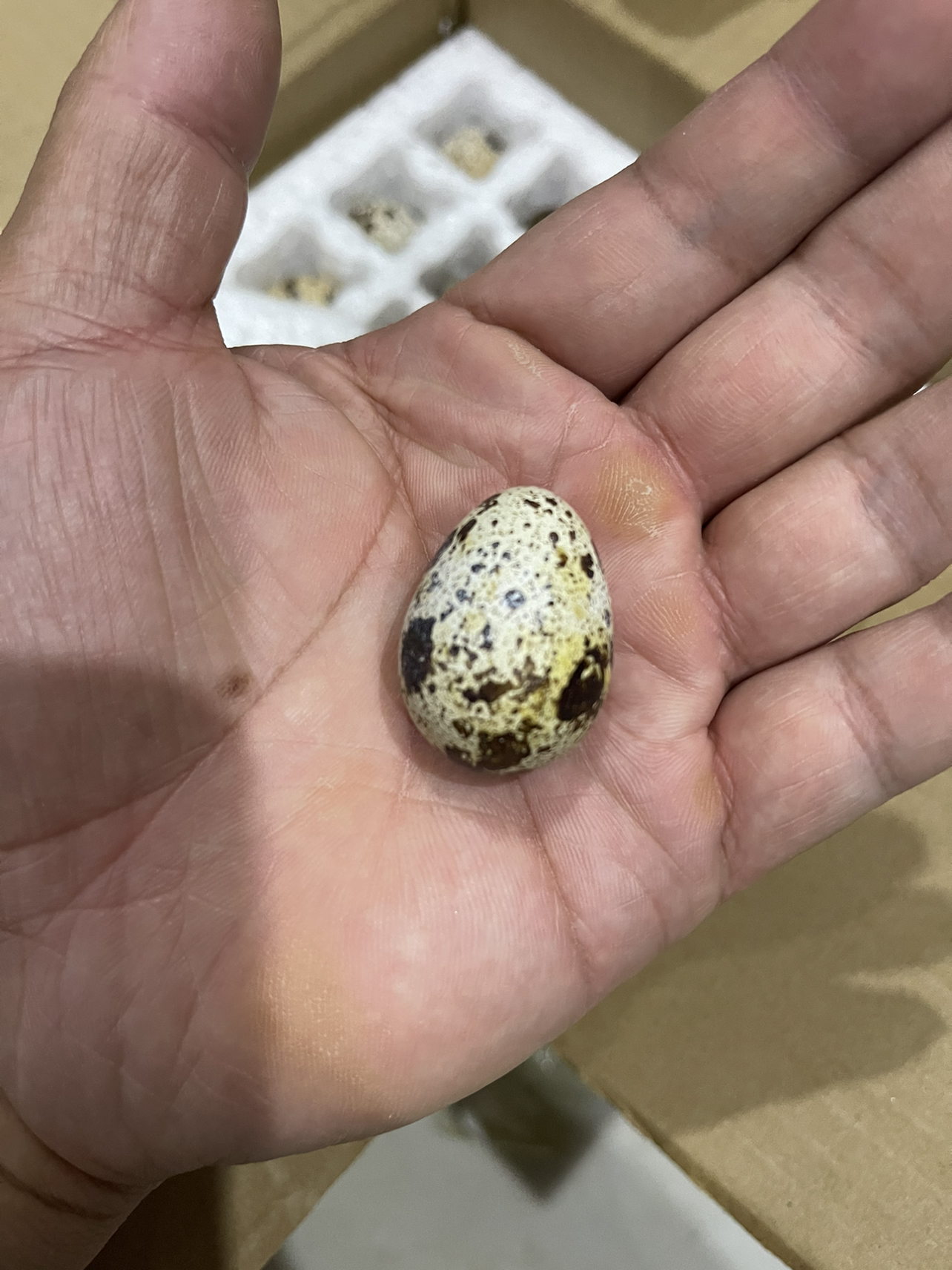 [西沛生鲜]新鲜鹌鹑蛋 100枚 农家杂粮生态蛋孕妇宝宝辅食正宗土特产生蛋晒单图