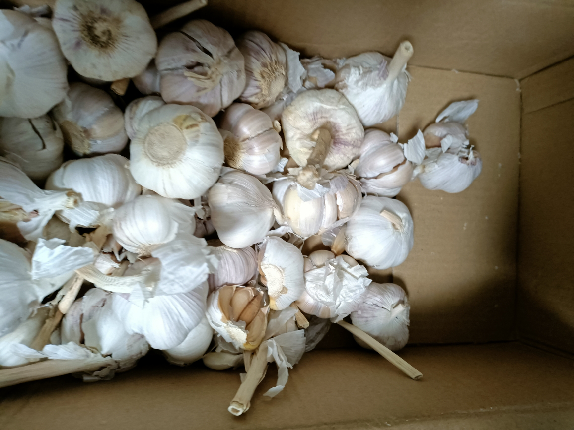 [西沛生鲜]河南新鲜紫皮分蒜 干大蒜 多瓣大蒜 净重3斤 中果 农家蔬菜 产地直发 西沛晒单图