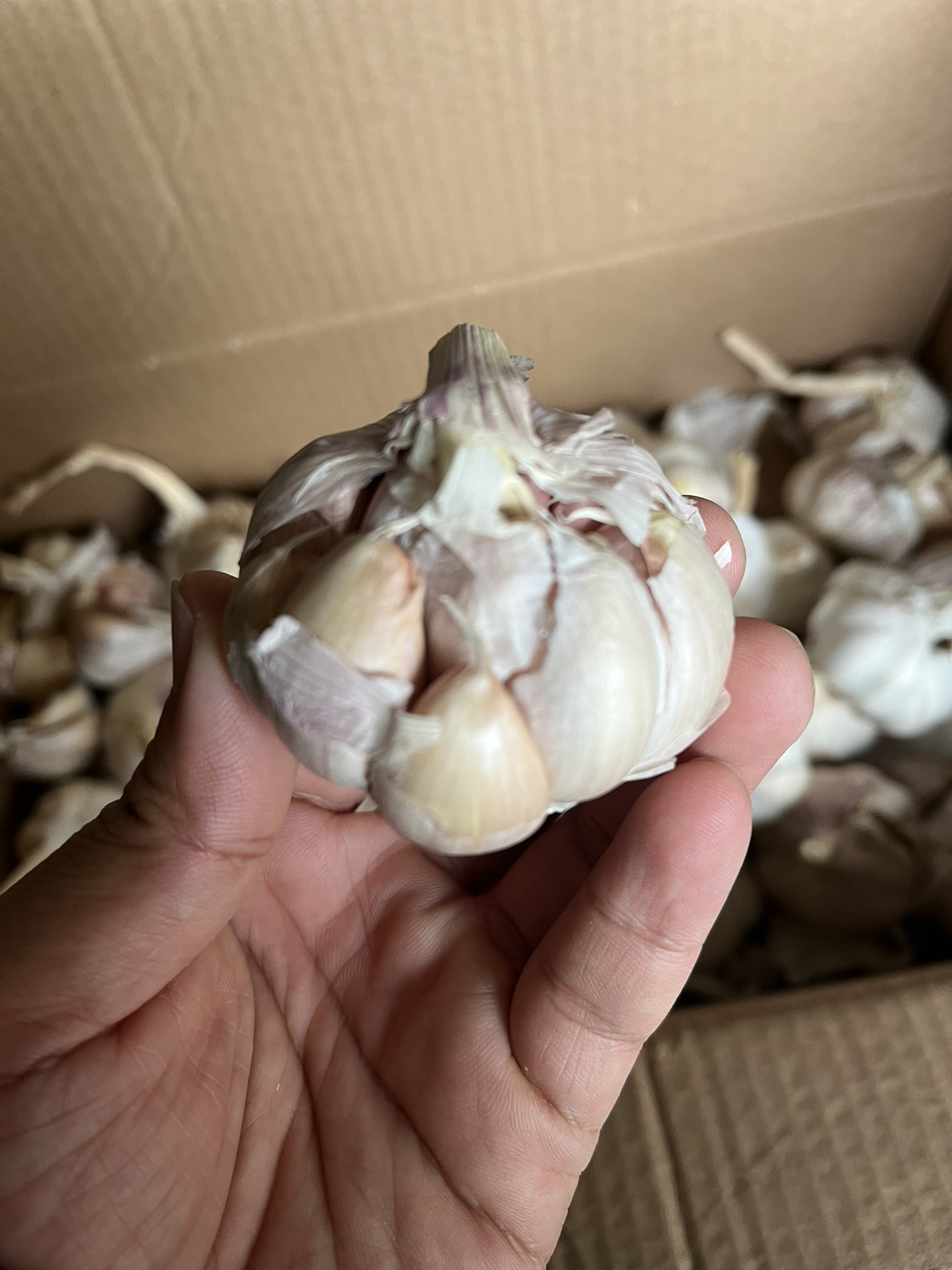 [西沛生鲜]河南新鲜紫皮分蒜 干大蒜 多瓣大蒜 净重3斤 中果 农家蔬菜 产地直发 西沛晒单图