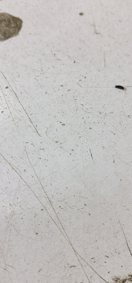 蜜丝婷Mistine泰国24小时粉底液 隔离霜水润遮瑕提亮肤色控油持久不脱妆学生粉底液 25ml F2自然白晒单图