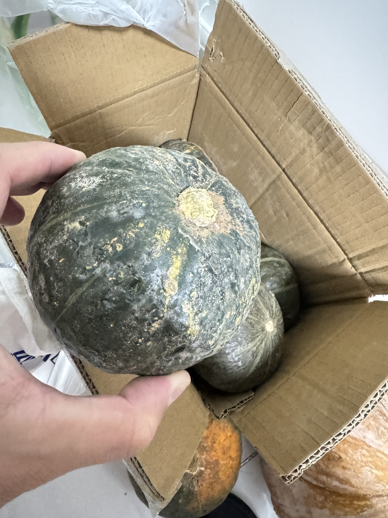 [苏鲜生]贝贝小南瓜 新鲜蔬菜 5斤 4-9个 新鲜采摘 软糯香甜晒单图