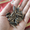 洽洽香瓜子308g 五香味 黄金葵园百煮入味香饱满易嗑越吃越香休闲零食1件免邮晒单图