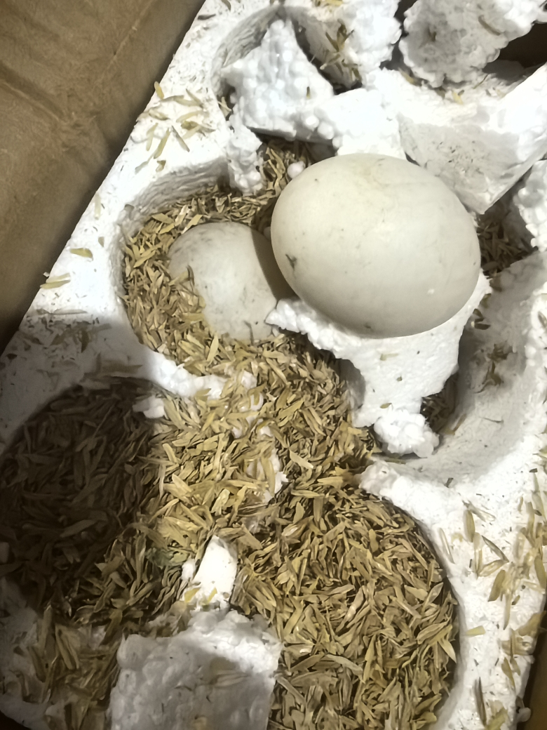 [西沛生鲜]正宗新鲜鹅蛋 6枚 90-120g/个 农家散养土鹅蛋孕妇特产现捡大鹅蛋初生蛋晒单图