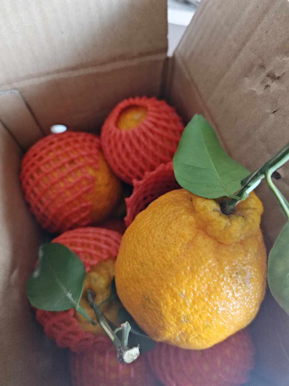 [鲜贝达]不知火丑橘]5斤[单果70mm以上] 丑桔 丑橘子 新鲜水果 当季柑橘晒单图