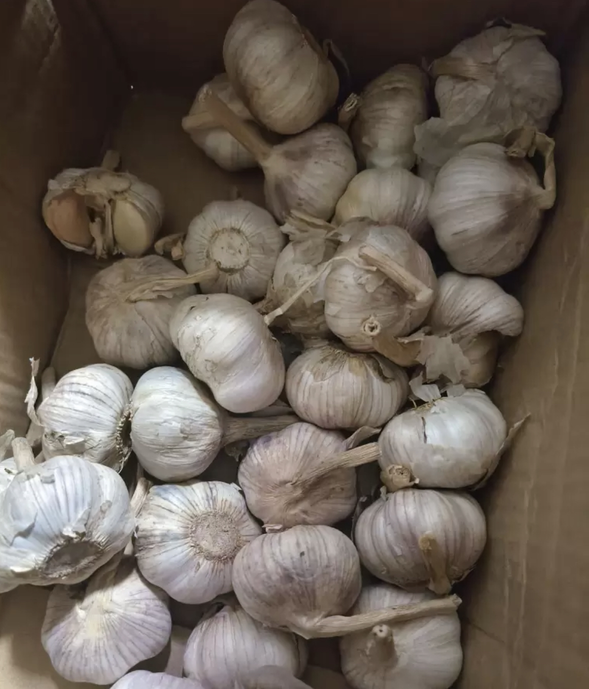 [西沛生鲜]河南新鲜紫皮分蒜 干大蒜 多瓣大蒜 净重3斤 中果 农家蔬菜 产地直发 西沛晒单图