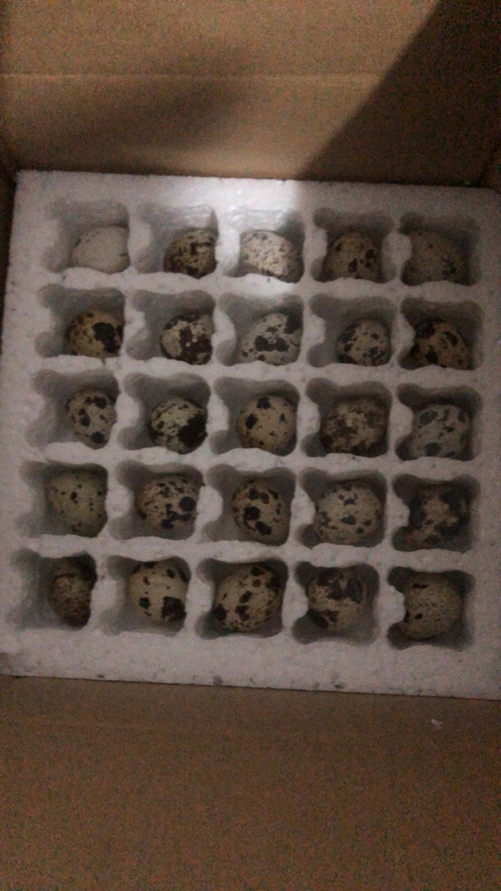 [西沛生鲜]鹌鹑蛋 50枚 农家杂粮生态蛋孕妇宝宝辅食正宗土特产生蛋晒单图